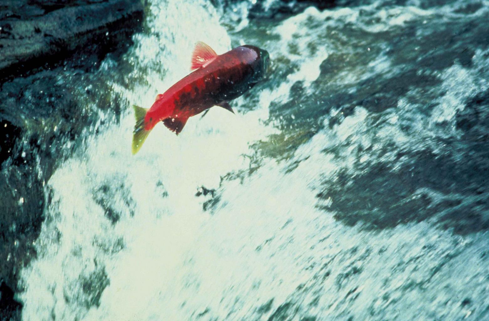 Alaska salmon jumping out