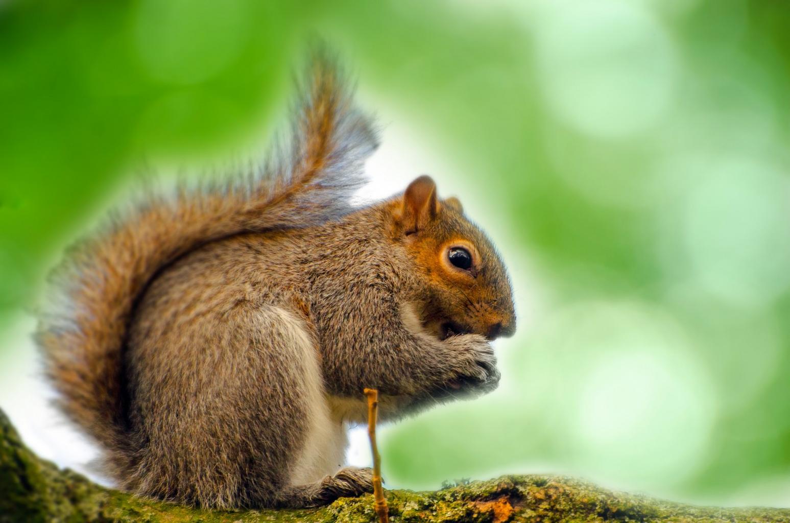 animal squirrel tree mammal paw tail closeup bushy rat scavenge eyes grey wood trunk wild nut ear rodent