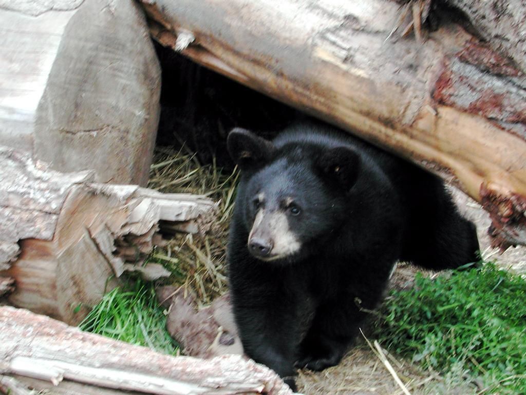 Black bear in cave