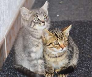 Cat baby cats young
