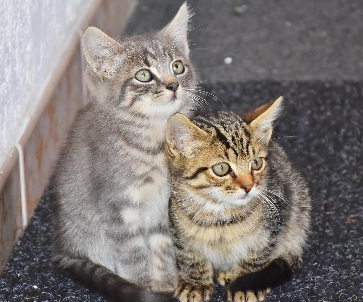 Cat baby cats young