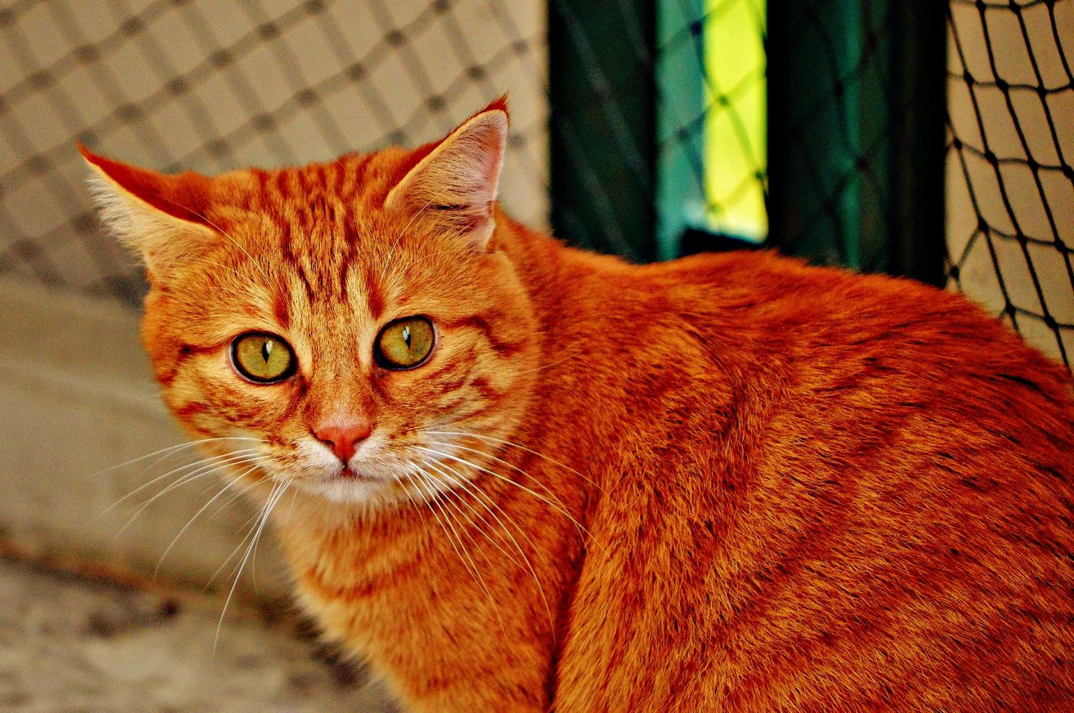 Cat hangover red cute