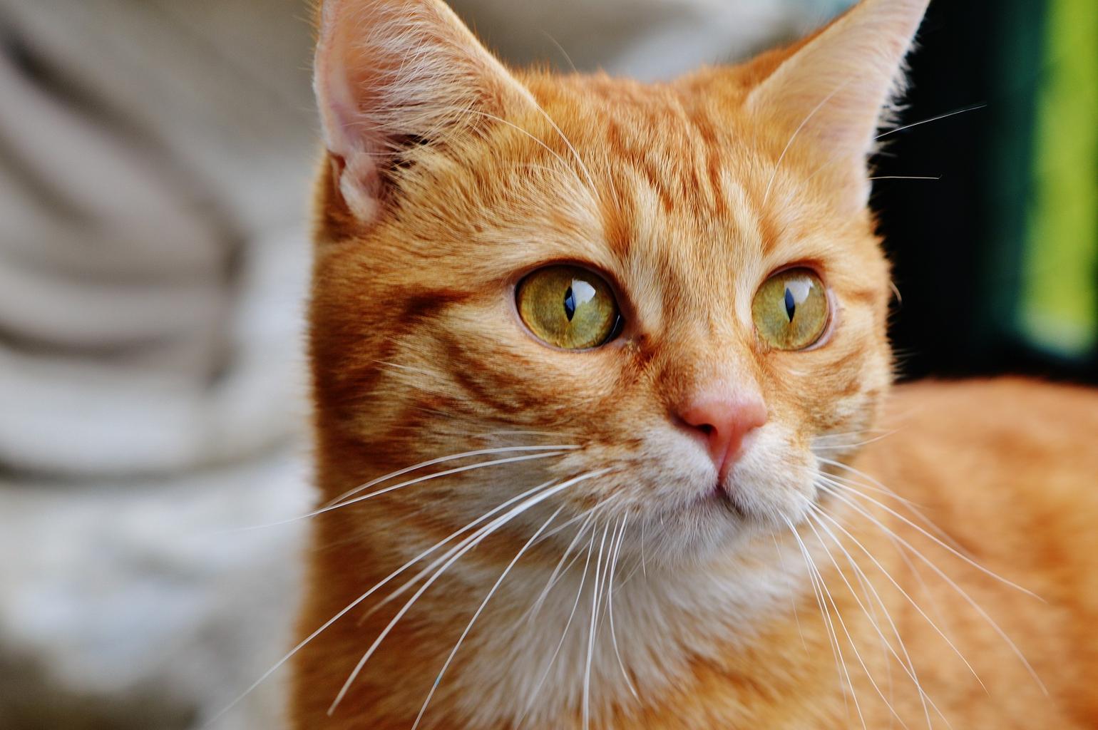 Cat hangover red cute 25