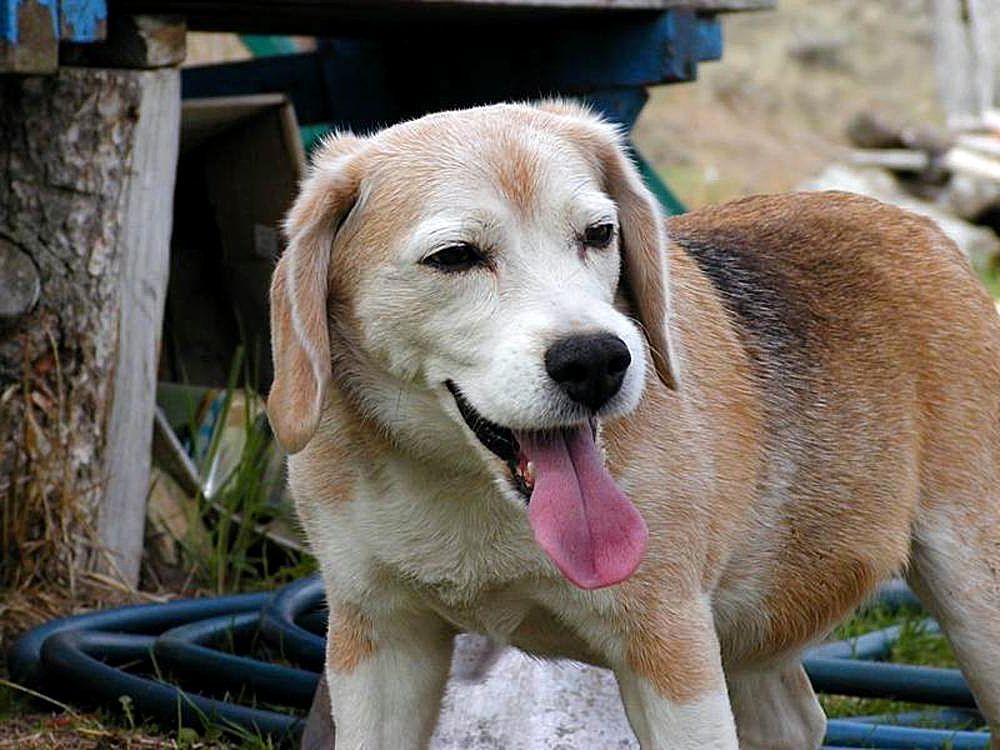 Dog beagle