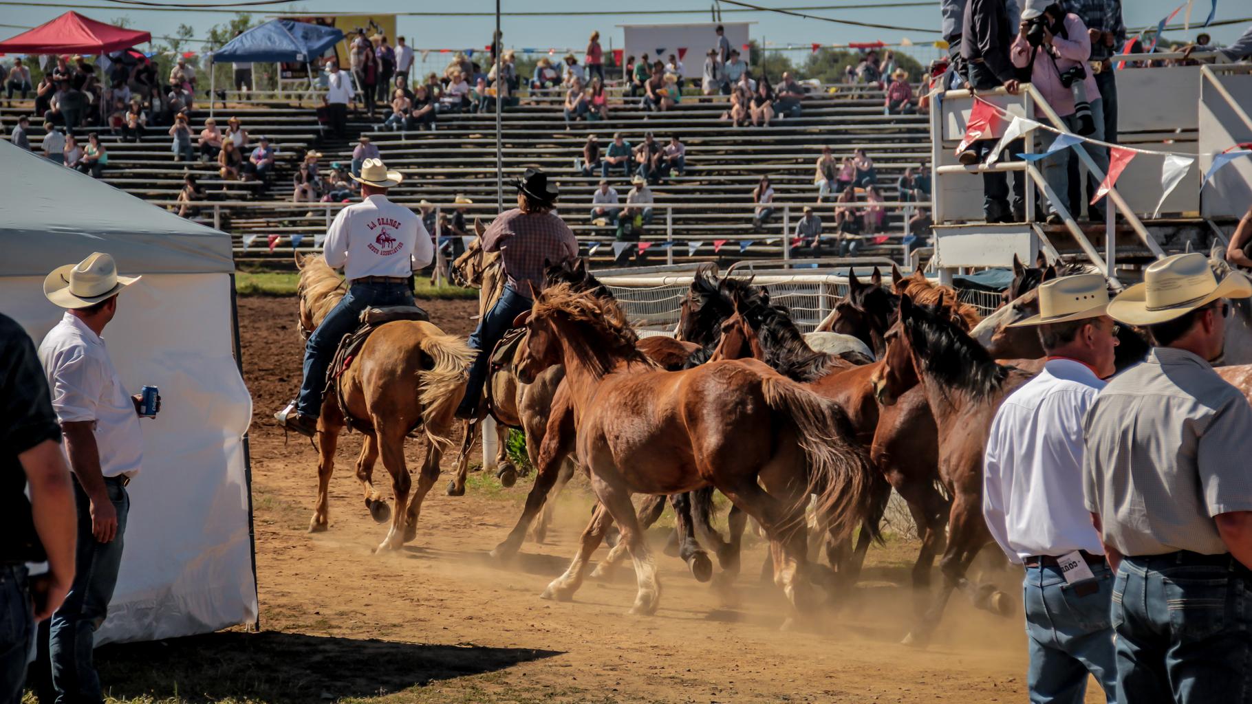 Rodeo horse cowboy western