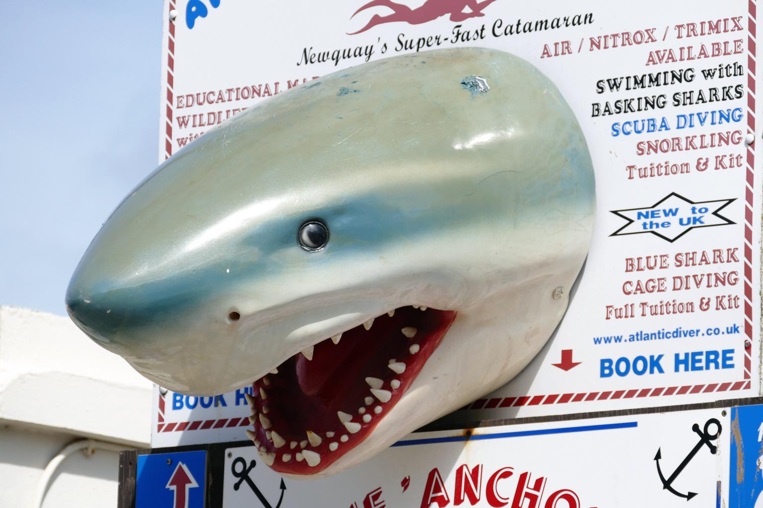 Shark head animal dangerous
