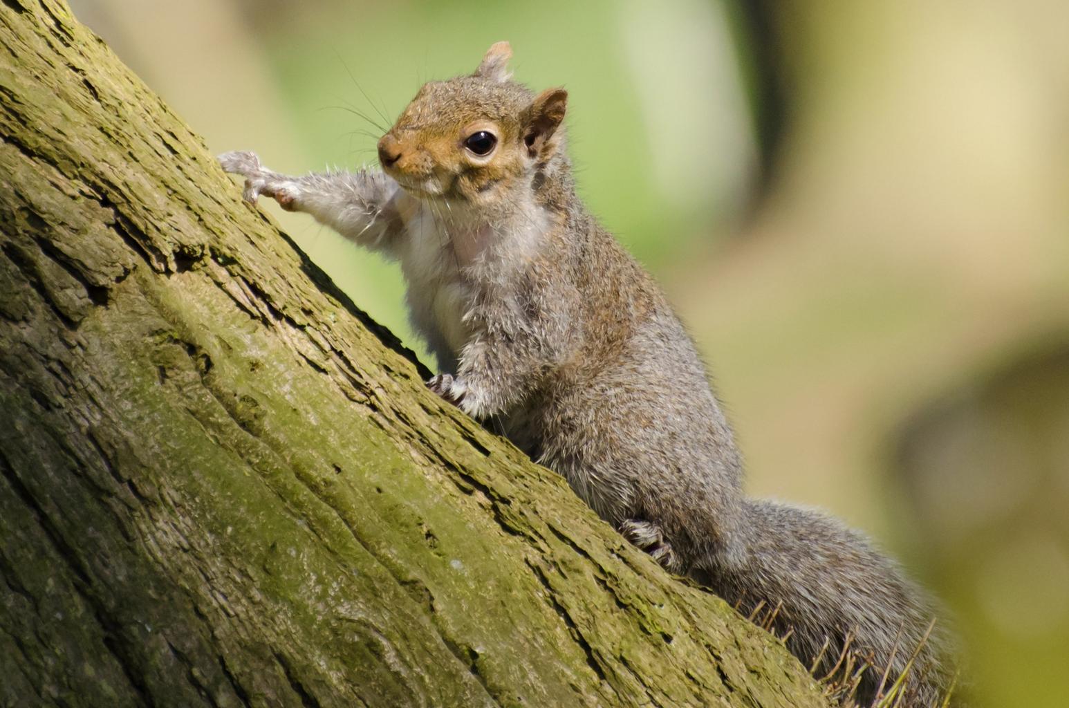 Squirrel tree mammal paw
